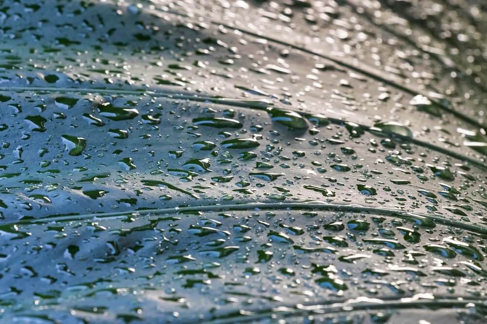 Moisture on a leaf