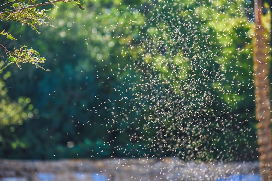 Insect Swarm