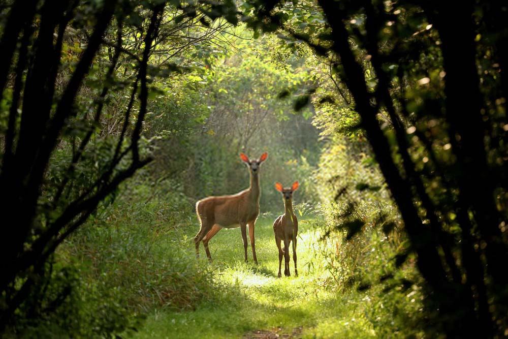 Wildlife Trails